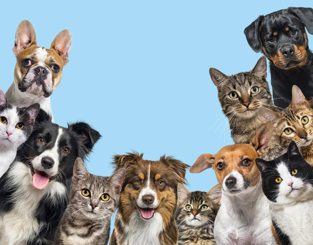 Grupo perros y gatos